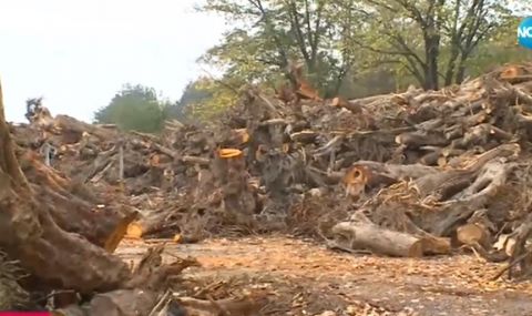 Кметът на Карлово обясни защо се плащат "безплатните" дърва - 1