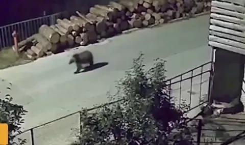 A bear comes down every night in a Rhodope village - 1