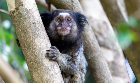 Откриха нов вид маймуна в Амазония (СНИМКИ) - 1