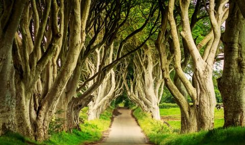Изсичат дървета в Северна Ирландия, станали туристически обект заради "Игра на тронове" - 1