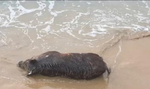 Морето изхвърли мъртъв глиган на плажа в Созопол - 1