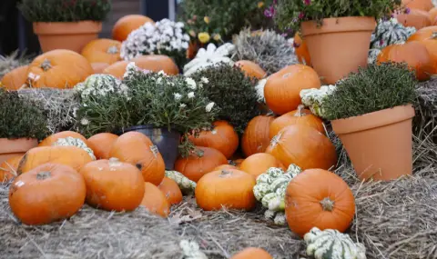 Любомир Аламанов: Тикви сме. Щом Тиквата и прасетата са фактор. Заслужаваме си празника - 1