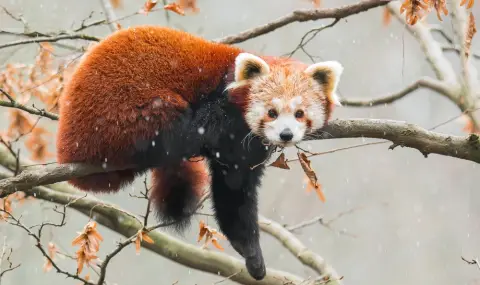 Червена панда избяга от клетката си в зоопарка с помощта на бамбук - 1