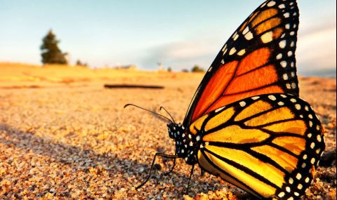Пеперудите монарх вече са застрашен вид - 1