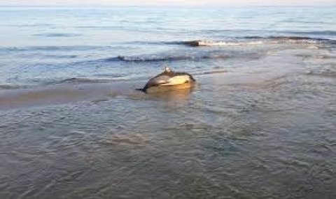 Военни взривове убили делфините? - 1