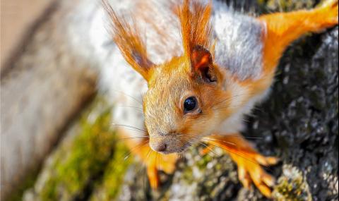 Полудяла катерица опустоши къщата на американци - 1