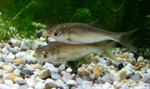 Растителноядни риби превръщат водоемите в „пречиствателни станции“ - 1