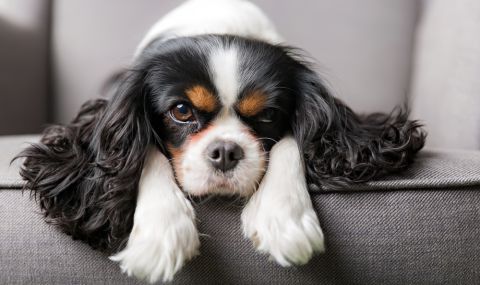 В Норвегия забраниха развъждането на кучета от порода Кавалер Кинг Чарлз шпаньол  - 1
