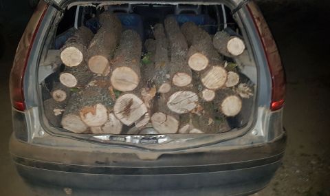 Масови нарушения в страната при проверки за незаконен дърводобив - 1