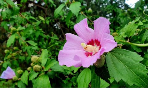 Слънчева сряда - 1