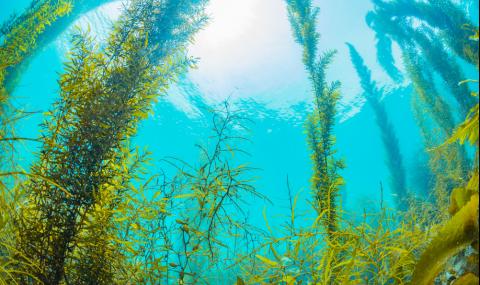 Когато пишкате в морето, водораслите растат по-бързо - 1