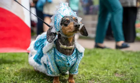 В Русе подготвят втория парад на домашни любимци (ВИДЕО) - 1