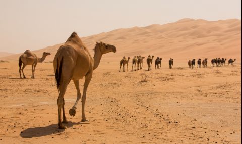 100 камили спасиха мъж от смъртна присъда - 1