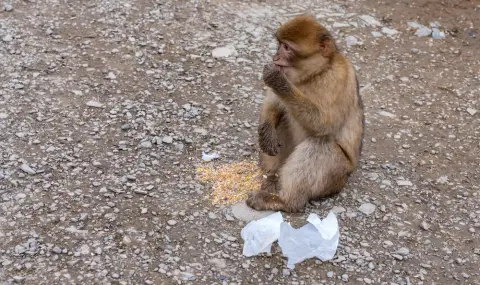 Маймуна с памперс обикаля "Люлин" - 1