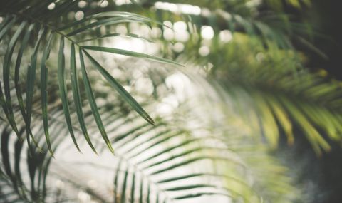 Учени откриха рядък вид палма, която цъфти под земята (СНИМКИ) - 1