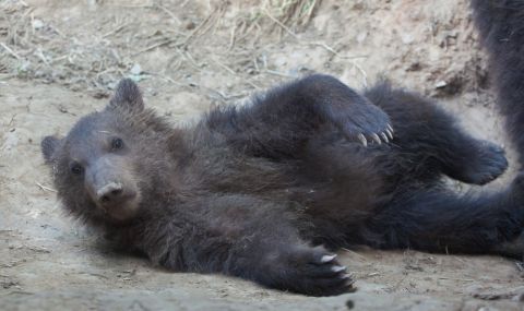 Направиха дисекция на почти идеално запазена сибирска мечка на 3500 години - 1