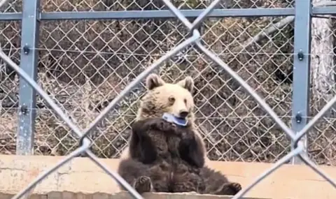 Мъж остана без телефон, след като опита да снима мечка в зоопарк отблизо - 1
