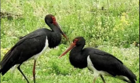 Двойка черни щъркели се появи край Котел - 1