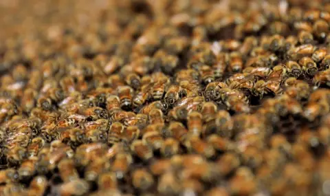 Swarm of bees kills woman and her three children  - 1