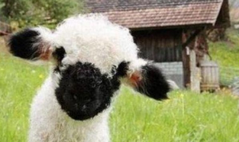 Най-сладката овца на света отива на панаир - 1
