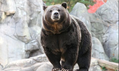 Голяма мечка се разходи из богаташки квартал във Флорида (ВИДЕО) - 1