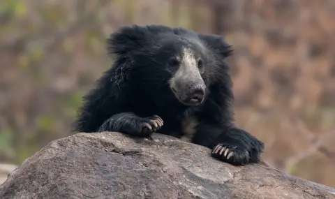 Индийски ленивец с ампутиран крак вече ходи с протеза - 1