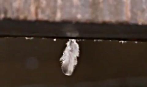 Зазидаха гълъби при саниране в Перник - 1