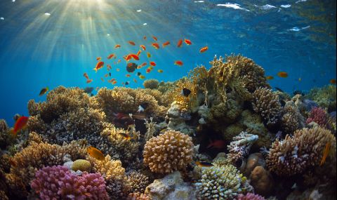 Кораловите рифове са в опасност - 1