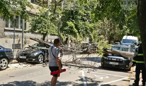 Дърво падна върху два автомобила в центъра на Русе - 1