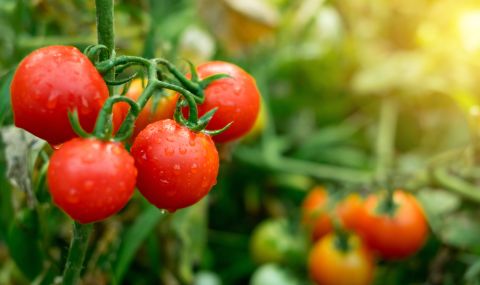 Турция махна забраната за износ на домати - 1