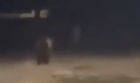 Мечка и по улиците на Ловеч (ВИДЕО) - 1