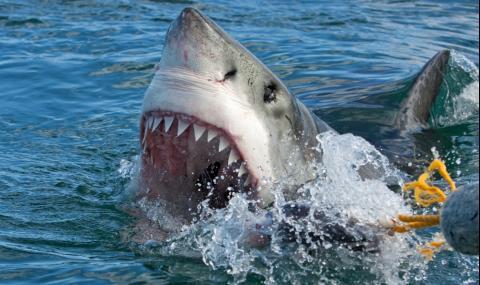 Еднорък плувец - параолимпиец избяга от акули (ВИДЕО) - 1