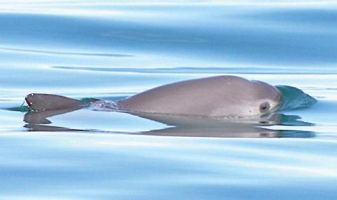 SOS: Най-малкият вид делфин ще изчезне завинаги до 2018 г. (ВИДЕО) - 1