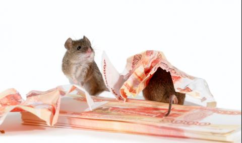 Мишки пируваха с пари от банкомат (СНИМКИ) - 1