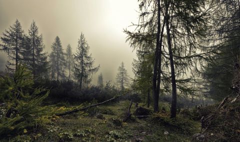 Ново притеснително откритие: Глобалното затопляне отслабва защитите на горите - 1