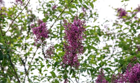 Времето днес, прогноза за петък, 5 май: Значителна облачност в Южна България, следобеден дъжд с гръмотевици - 1