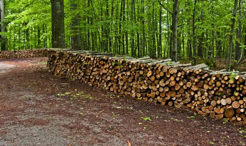 16 000 проверки в горския сектор през юни - 1