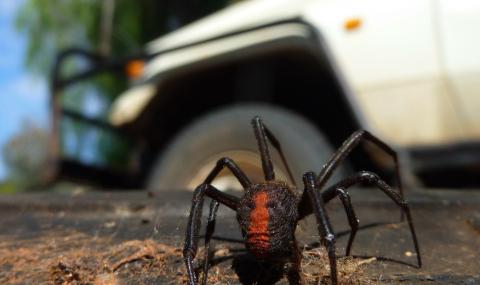 Защо паяците обичат да се возят в колите ни? - 1