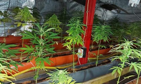 Разкриха оранжерия за канабис в Ломско - 1
