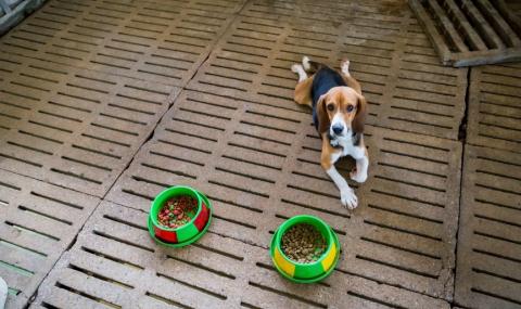 Турците забраняват продажбата на кучета в зоомагазини - 1