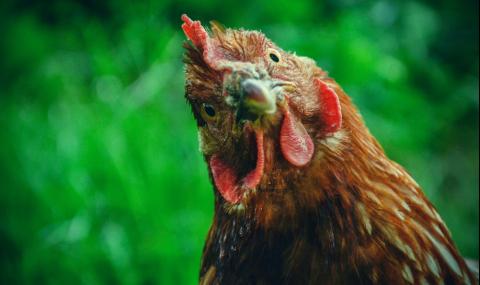 Удивителната способност на пилетата, пред която нашето зрение бледнее - 1
