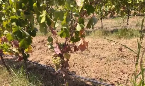 Drought in the EU leaves the Old Continent without a harvest - 1