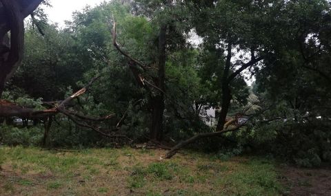 Паднали дървета и отнесени покриви след силна буря в Пловдив - 1