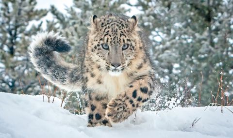 В подножието на Еверест има над 100 снежни леопарда - 1