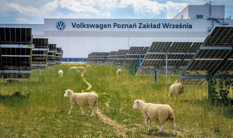 Volkswagen нае 100 овце, за да се раздели с няколко машини - 1