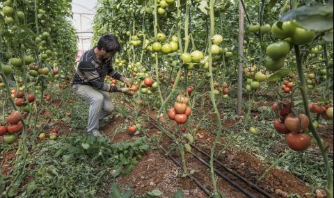 Турция ще отглежда домати и при минус 35 градуса - 1