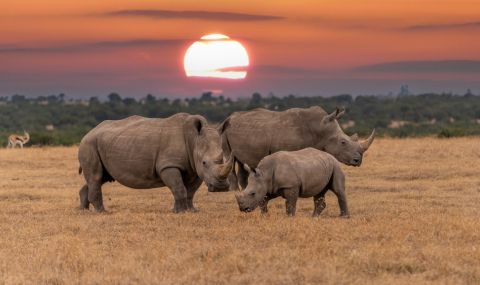 Продават на търг най-големия резерват за носорози в света - 1