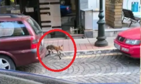 Invasion of foxes in the capital  - 1