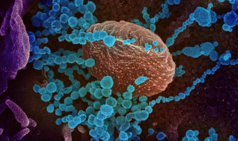 Коронавирусът няма да е опасен, когато 70% от хората имат имунитет - 1