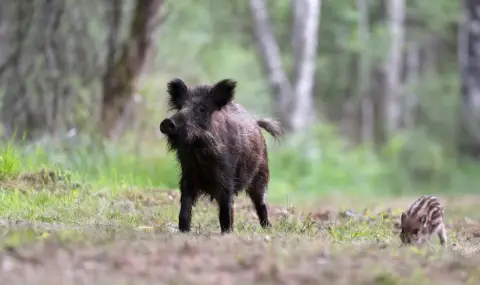 Диво прасе излезе пред кола, 20-годишен е с опасност за живота - 1